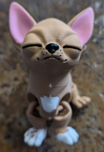 Sleepy chihuahua piccola - chihuahua:,