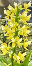 Epidendrum species gold - species, 'gold
