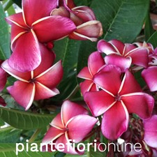 Plumeria GINA Cutting & Plant - pomelia rossa profumata frangipani thailandia