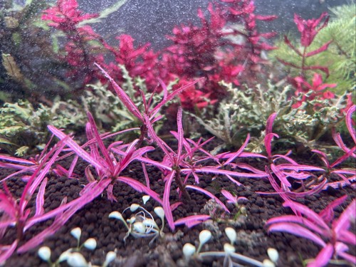 Hygrophila lancea chai - chai, x1