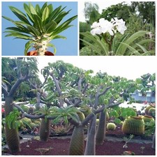 Pachypodium lamerei var