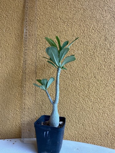 Adenium obesum slanciato