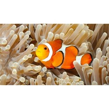 Cialda in Ostia Pesce