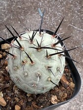 Tephrocactus geometricus
