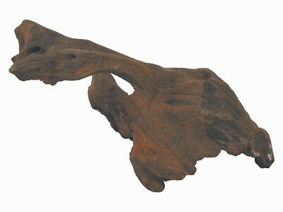 Xp6627 radice legno - xp6627,
