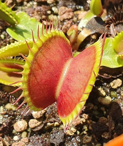Dionaea muscipula goliath - dionaea, gj