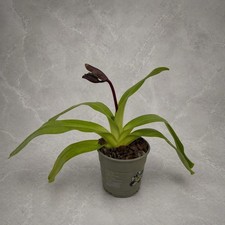 Raro pezzo da collezione -