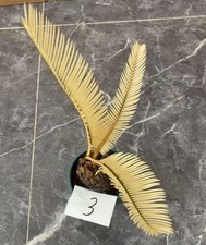 Cycas revoluta Thunb Giardino