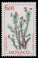 MONACO 2088 - Cactus da fiore "Euphorbia milii" (pc38576)