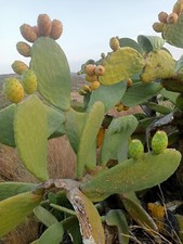 Vendo Piante di Fico D'india Siciliane Di ottimissima Qualità 