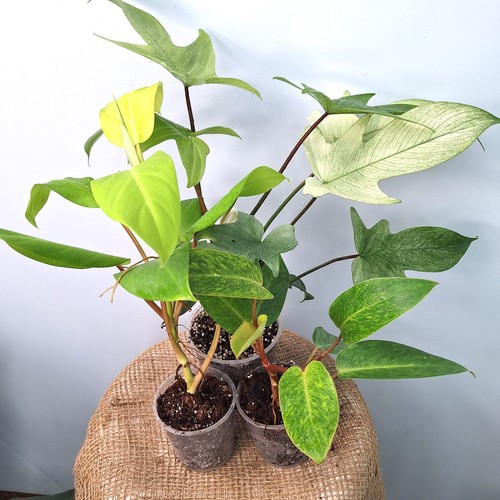 Set piante rare di - set,