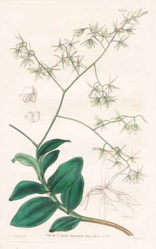 Epidendrum diffusum jamaica - epidendrum,
