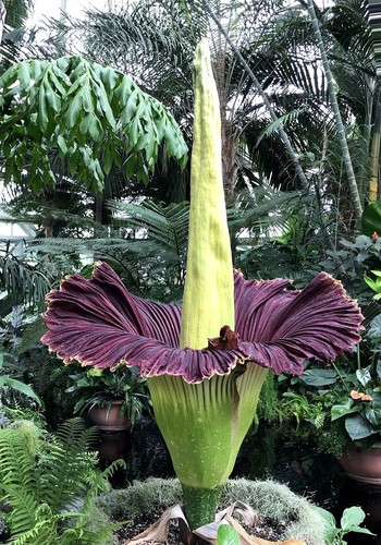 Amorphophallus titanum - amorphophallus,