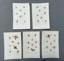 Storia naturale, entomologia