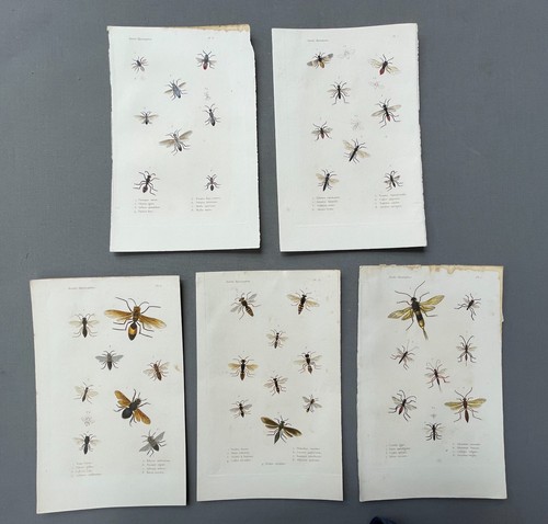 Storia naturale entomologia - naturale,,
