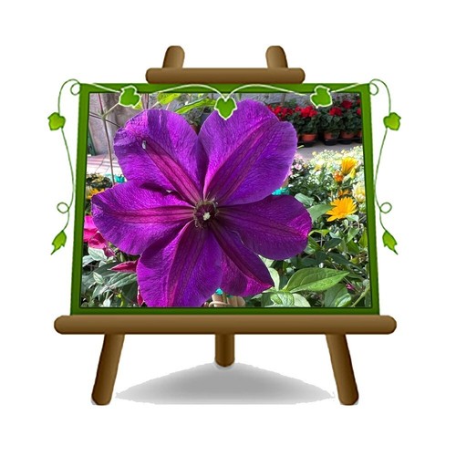 Clematis grandi fiori viola - grandi,