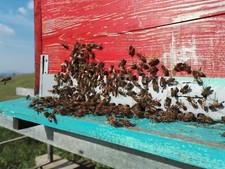 Sciami Api 2022 con 5 telaini 