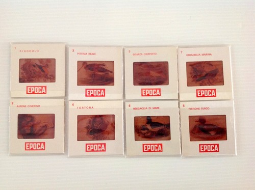Diapositive uccelli - diapositive, di