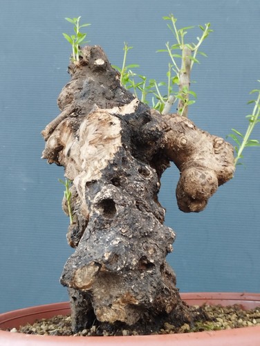 Bonsai olivastro 30x20cm - olivastro,