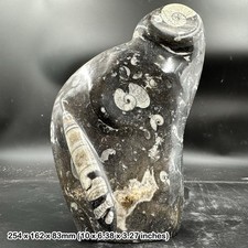 Genuine Goniatite & Orthoceras