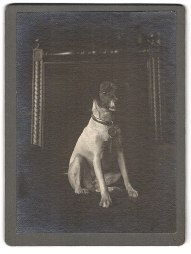 Fotografia jack russell - jack,