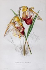 Orchidea Coryanthes Eximia