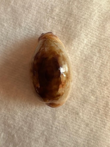 Cyprea gracilis macula - cyprea,