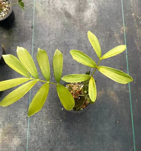 Zamia furfuracea wysiwyg - zamia,
