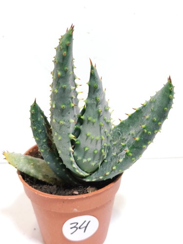 Aloe aculeata crousiana 5 - crousiana, Ø