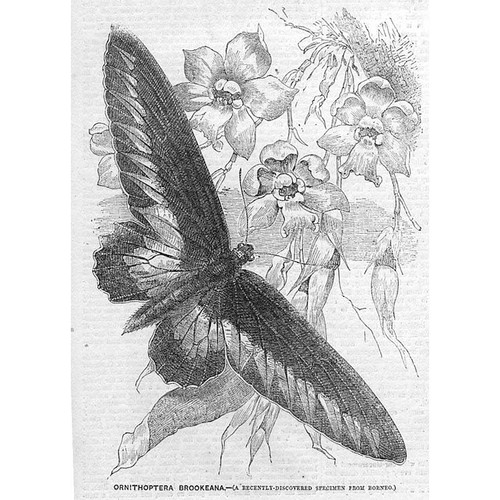 Farfalla ornitottero brookeana - farfalla,