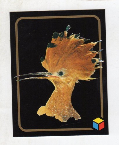 Figurina card amici del - -,