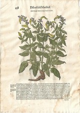 Stampa antica MATTIOLI