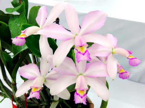 Cattleya violacea var pianta - violacea, var.
