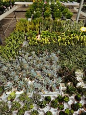 Set N. 10 piante grasse mix in