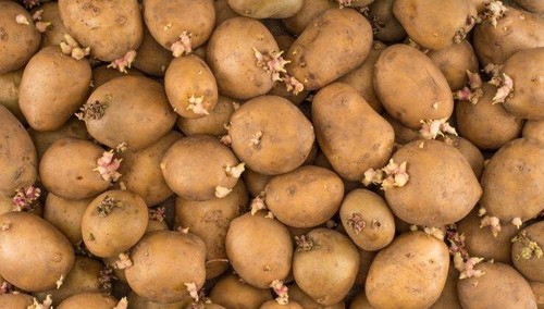 Patate germogliate da - 4,