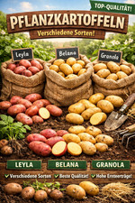 Pianta patate varietà medio