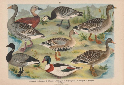 C1890 gänse anserinae gang - gänse,