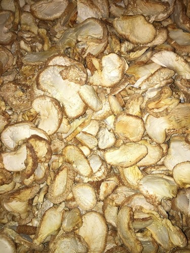 Criniera leone essiccata e - leone,