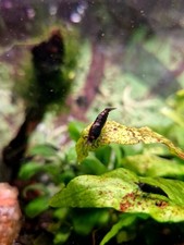 Lotto X5 +5 Omaggi GAMBERETTI ACQUARIO DOLCE NEOCARIDINE DAVIDI Black