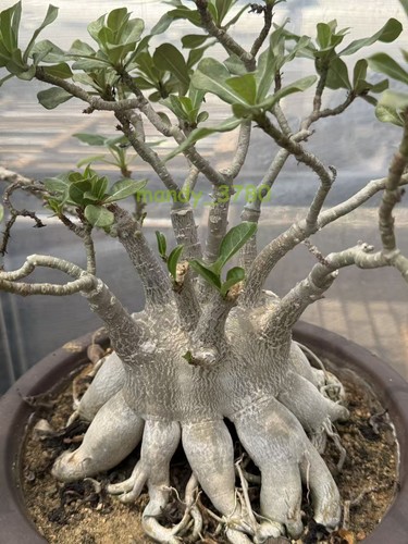 Rara pianta succulenta polpo
