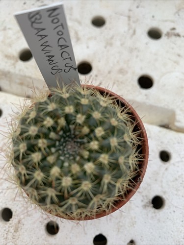 Notocactus blaawianus vaso 5 - blaawianus,