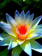 bulbo di ninfea Tropicale ANNE