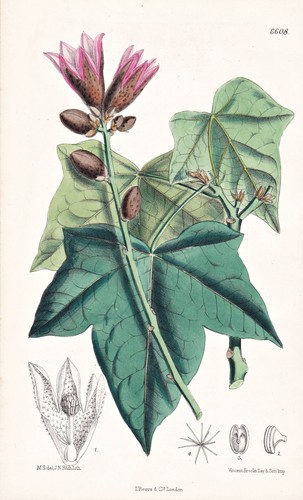 Sterculia - , (brachychiton)