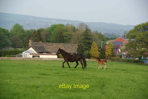 Photo 6x4 mare and - 6x4,