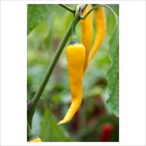 Peperoncino golden cayenne - peperoncino,