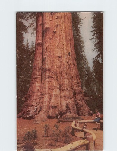 Cartolina sequoia parco - cartolina,