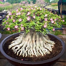 Pianta succulenta bonsai di