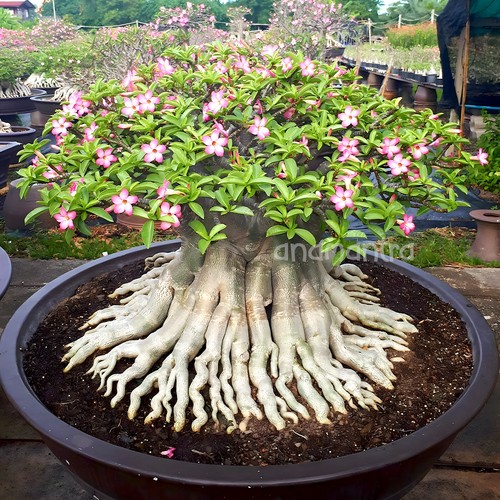 Pianta succulenta bonsai - , di