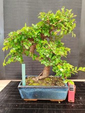 Bonsai olmo cinese - , cm