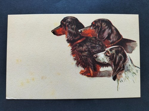 Cartolina cani anni - cani, 50